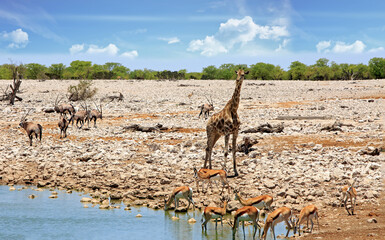 Okaukeujo waterhole with many animals including Giraffe, Gemsbok Oryx and Springbok - Namibia