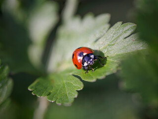 Fototapeta premium Ladybug on leaves