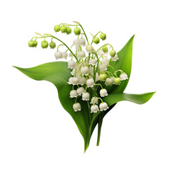 Lilies of the valley blooms flower isolated on transparent background