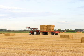 Obraz premium a tractor with a front loader and a wagon with square straw bales drives in a field in the dutch countryside in summer and a blue sky