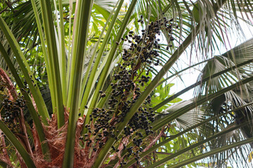 a livistona chinensis tree or chinese fan palm