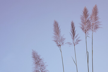 Wild grass flowers in aesthetic nature of early morning sky background. Quiet and calm image in minimal zen mood. Summer nature in pastel tone.