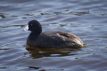 American Coot (2024)
