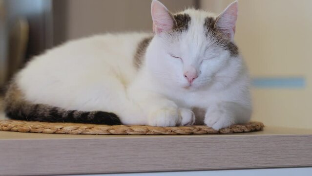 Beautiful white cat closes its eyes and goes to sleep on the kitchen island at home.