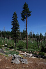 Redwood forest National Park After fire - View of trees, pines and fir trees in the Yosemite National Park valley in the Sierra Nevada mountains of California, USA
