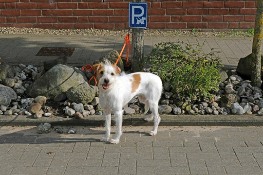 Hundeparkplatz, Kromfohrl&auml;nder

Hundeparkplatz, Kromfohrl&auml;nder
