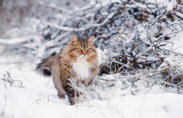 beautiful fluffy Siberian cat sitting in winter garden, pet in rural yard on background of white snow and branches