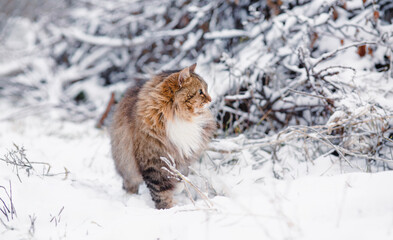 beautiful fluffy Siberian cat sitting in winter garden, pet in rural yard on background of white snow and branches