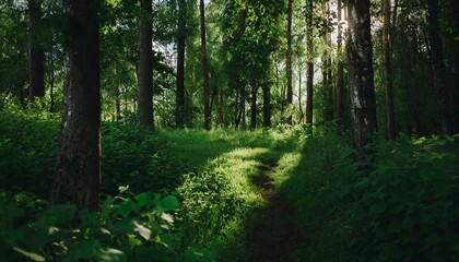 Obraz premium footpath in the forest
