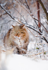 Naklejka na ściany i meble beautiful cat in winter garden, fluffy Siberian cat walking in rural yard on background of white snow, pets on nature