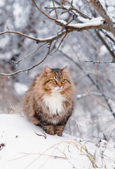 beautiful cat in winter garden, fluffy Siberian cat walking in rural yard on background of white snow, pets on nature