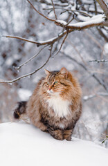 fluffy beautiful Siberian cat walking outdoors in rural yard on background of white snow, pets on winter nature