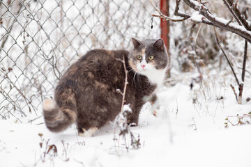 beautiful cat walking outdoors in rural yard on background of white snow, pets on winter nature rural scene