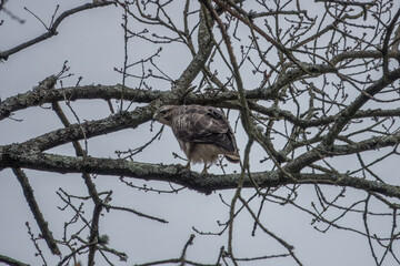 the common buzzard a medium to large bird of prey perched in a tree