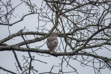 the common buzzard a medium to large bird of prey perched in a tree