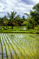 Rice field in Bali, Indonesia with water and palm trees