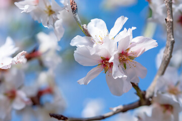 This photo captures the detail of a flower on a tree, highlighting its vibrant colors and intricate petals. Almond flowers outdoors.