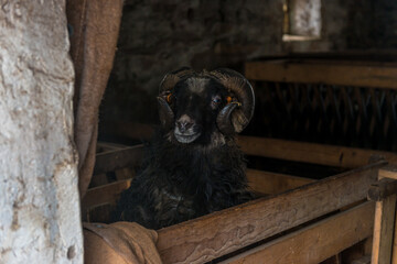 czarny baran w zagrodzie