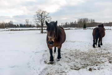 Dwa stare brudne konie pracujące na wsi w zimowej scenerii na polu - obrazy, fototapety, plakaty