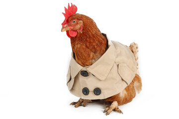 funny chicken with old phone isolated on white 