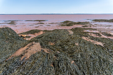 Ascophyllum nodosum a common cold water seaweed. Feamainn bhuí, rockweed, Norwegian kelp, knotted...
