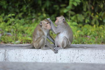 Two adult monkeys look for fleas from each other