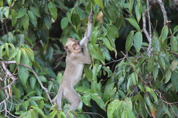 Monkey in the jungle jumps on branches