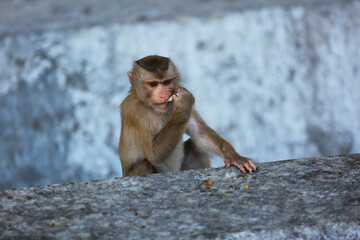 Monkey sits and eats food