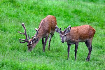 Cervi del parco di Paneveggio Trento Italia