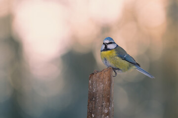 A beautiful Blue Tit bird stands on a weathered wooden post, surrounded by a softly blurred natural background