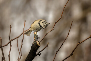 Crested Tit perched on a tree branch in the morning light