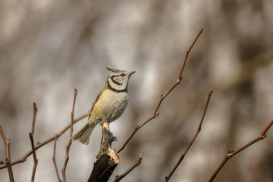 Crested Tit perched on a tree branch in the morning light