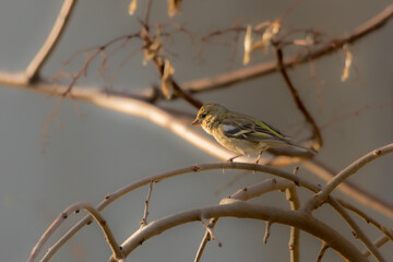 Eurasian Chaffinch perched on a tree branch in the morning light