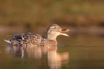 mallard duck swimming on the surface of a pond in the morning light