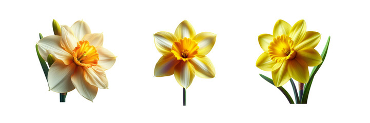 Obraz premium Collection Set of beautiful Daffodil Flower, isolated over on transparent white background