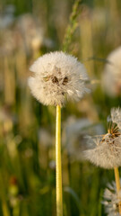 Field dandelion, fluffy plant on a green meadow