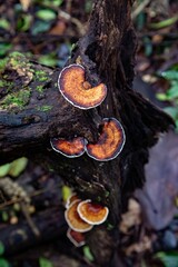A cluster of brown and yellow mushrooms thriving on a tree and forest floor, surrounded by green moss and autumn leaves, showcasing the natural beauty and diversity of wild, edible fungi in their orga