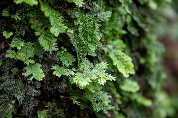 A closeup image showcasing the texture and freshness of green moss on a tree, surrounded by a vibrant display of various plants, herbs, and vegetables in a lush garden, embodying the essence of organi