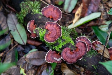 Mushrooms growing in a forest and on a tree