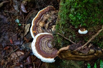 A closeup view of edible brown mushrooms growing on a tree in a lush, moss-covered forest during autumn, showcasing the vibrant greenery and fallen leaves around them