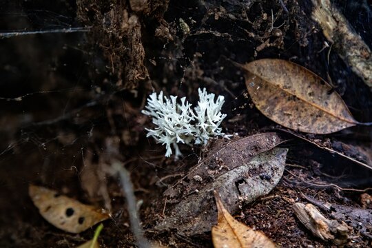 A frog among mushrooms and leaves on a snowy forest floor, highlighting nature's textures and wildlife in autumn