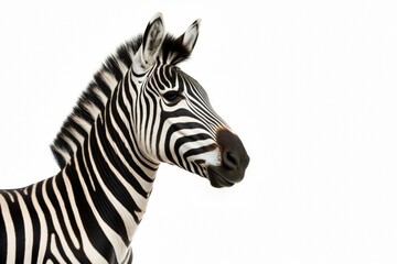 Obraz premium zebra isolated on white background