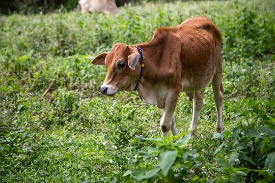 A brown and white cow grazing in a green pasture on a farm, surrounded by lush meadow and countryside, embodying the essence of rural