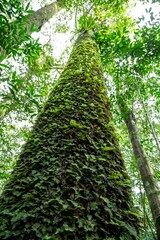 A lush forest trail winds through towering trees and vibrant greenery, highlighting the diverse beauty of nature in summer