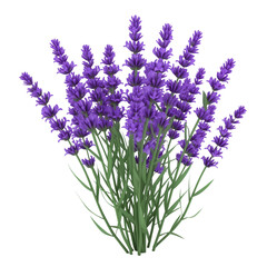 Obraz premium 3d cartoon Lavender flowers bunch isolated on transparent background