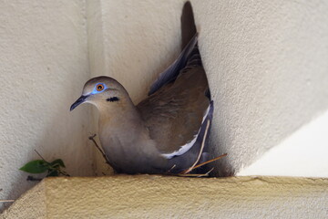 The white-winged dove (Zenaida asiatica) is a dove whose native range extends from the Southwestern...