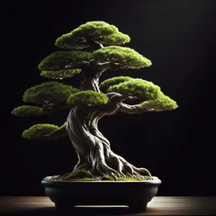 Fotobehang Bonsai tree in a pot isolated on dark background with side light. AI generated © Alicina