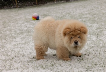 Cream Chow Puppy