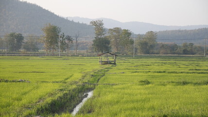 nature rice fields
