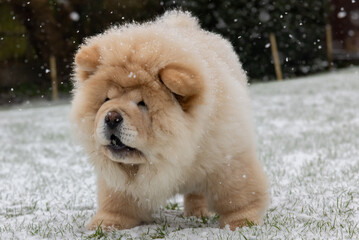Cream Chow Puppy